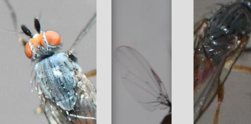 Heteromyza atricornis